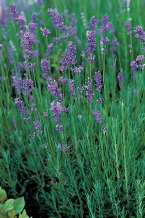 Lavandula angustifolia geen maat specificatie 0,55L/P9cm - afbeelding 1