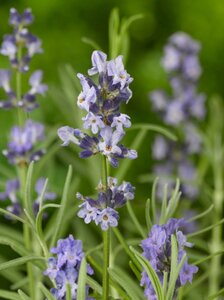 Lavandula angustifolia geen maat specificatie 0,55L/P9cm - afbeelding 2