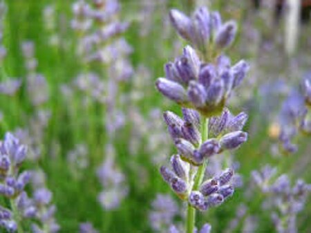Lavandula angustifolia geen maat specificatie 0,55L/P9cm - afbeelding 3