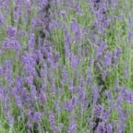 Lavandula angustifolia geen maat specificatie 0,55L/P9cm - afbeelding 4