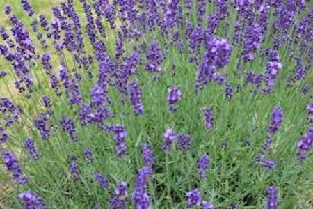 Lavandula angustifolia geen maat specificatie 0,55L/P9cm - afbeelding 5
