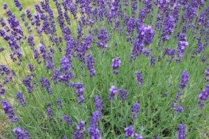 Lavandula angustifolia geen maat specificatie 0,55L/P9cm - afbeelding 5