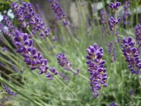 Lavandula angustifolia geen maat specificatie 0,55L/P9cm - afbeelding 6