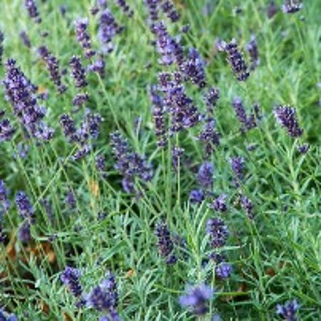 Lavandula angustifolia geen maat specificatie 0,55L/P9cm - afbeelding 7