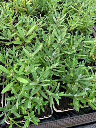 Lavandula angustifolia geen maat specificatie 0,55L/P9cm
