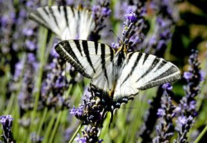 Lavandula angustifolia geen maat specificatie 0,55L/P9cm - afbeelding 8