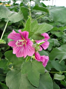 Lavatera 'Bredon Springs' geen maat specificatie 0,55L/P9cm
