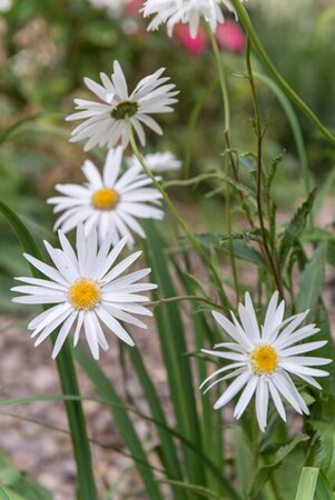 Leucanthemum (S) 'Christ. Hagemann' geen maat specificatie 0,55L/P9cm - afbeelding 1