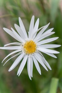 Leucanthemum (S) 'Christ. Hagemann' geen maat specificatie 0,55L/P9cm - afbeelding 2