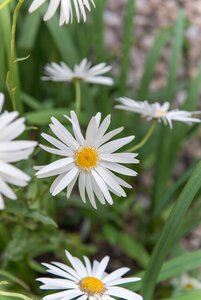 Leucanthemum (S) 'Christ. Hagemann' geen maat specificatie 0,55L/P9cm - afbeelding 3