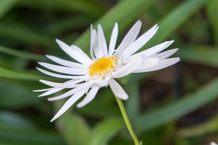 Leucanthemum (S) 'Christ. Hagemann' geen maat specificatie 0,55L/P9cm - afbeelding 4