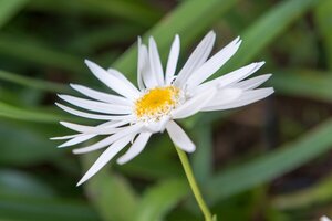 Leucanthemum (S) 'Christ. Hagemann' geen maat specificatie 0,55L/P9cm