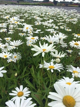 Leucanthemum (S) 'Silberprinzessche geen maat specificatie 0,55L/P9cm - afbeelding 1
