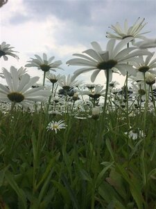 Leucanthemum (S) 'Silberprinzessche geen maat specificatie 0,55L/P9cm - afbeelding 2