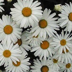 Leucanthemum (S) 'Silberprinzessche geen maat specificatie 0,55L/P9cm - afbeelding 4
