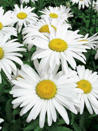 Leucanthemum (S) 'Silberprinzessche geen maat specificatie 0,55L/P9cm - afbeelding 5