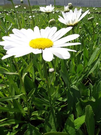 Leucanthemum (S) 'Silberprinzessche geen maat specificatie 0,55L/P9cm - afbeelding 6