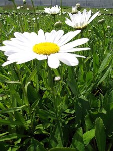 Leucanthemum (S) 'Silberprinzessche geen maat specificatie 0,55L/P9cm - afbeelding 6