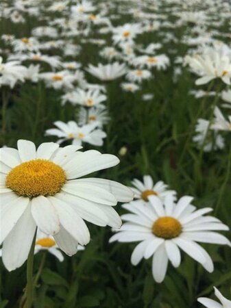 Leucanthemum (S) 'Silberprinzessche geen maat specificatie 0,55L/P9cm - afbeelding 3