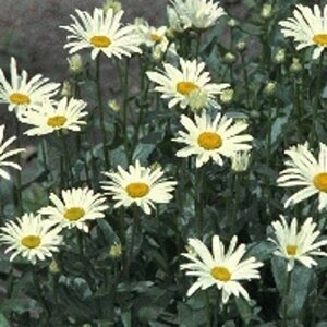 Leucanthemum (S) 'Silberprinzessche geen maat specificatie 0,55L/P9cm - afbeelding 7