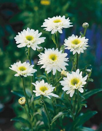 Leucanthemum (S) 'Wirral Supreme' geen maat specificatie 0,55L/P9cm - afbeelding 1