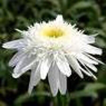 Leucanthemum (S) 'Wirral Supreme' geen maat specificatie 0,55L/P9cm - afbeelding 2