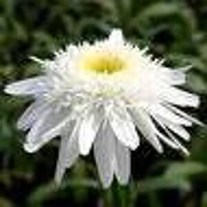 Leucanthemum (S) 'Wirral Supreme' geen maat specificatie 0,55L/P9cm