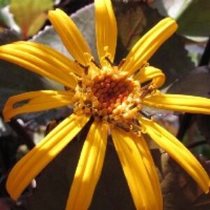 Ligularia d. 'Britt-Marie Crawford' geen maat specificatie 0,55L/P9cm