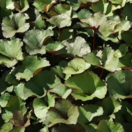 Ligularia dentata geen maat specificatie 0,55L/P9cm