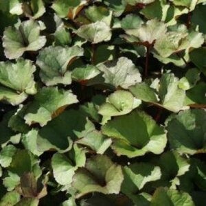 Ligularia dentata geen maat specificatie 0,55L/P9cm