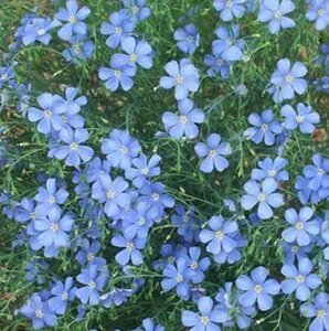 Linum perenne geen maat specificatie 0,55L/P9cm