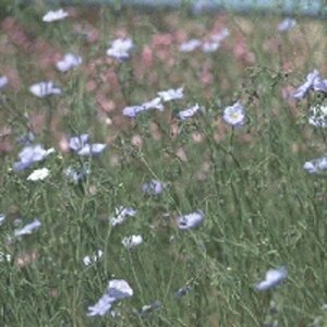 Linum perenne geen maat specificatie 0,55L/P9cm - afbeelding 2