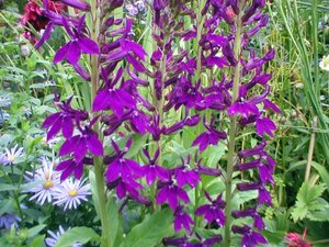 Lobelia 'Hadspen Purple' geen maat specificatie 0,55L/P9cm