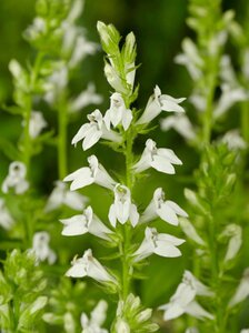Lobelia siphilitica 'Alba' geen maat specificatie 0,55L/P9cm
