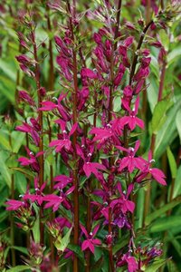 Lobelia 'Tania' geen maat specificatie 0,55L/P9cm
