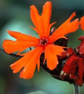 Lychnis arkwrightii 'Vesuvius' geen maat specificatie 0,55L/P9cm