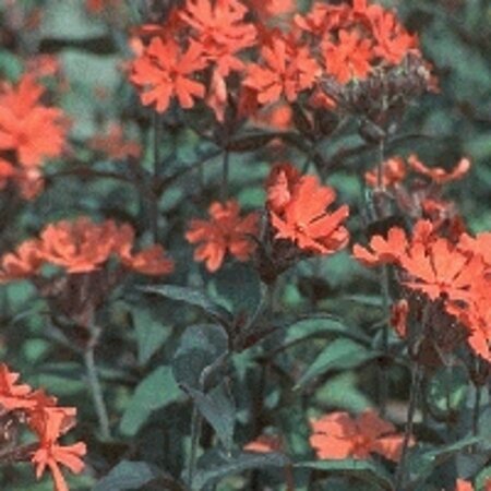 Lychnis arkwrightii 'Vesuvius' geen maat specificatie 0,55L/P9cm - afbeelding 2
