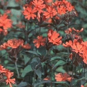 Lychnis arkwrightii 'Vesuvius' geen maat specificatie 0,55L/P9cm - afbeelding 2