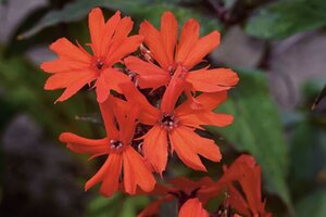 Lychnis arkwrightii 'Vesuvius' geen maat specificatie 0,55L/P9cm