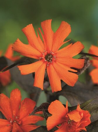 Lychnis arkwrightii 'Vesuvius' geen maat specificatie 0,55L/P9cm - afbeelding 4