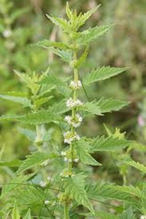 Lycopus europaeus geen maat specificatie 0,55L/P9cm