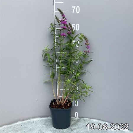 Lythrum salicaria geen maat specificatie cont. 2,0L - afbeelding 3