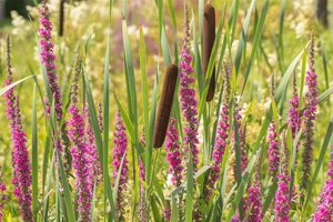 Lythrum salicaria geen maat specificatie cont. 2,0L - afbeelding 2