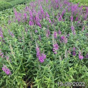 Lythrum salicaria geen maat specificatie cont. 2,0L - afbeelding 4