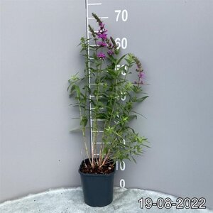 Lythrum salicaria geen maat specificatie cont. 2,0L - image 3