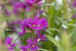 Lythrum salicaria geen maat specificatie cont. 2,0L