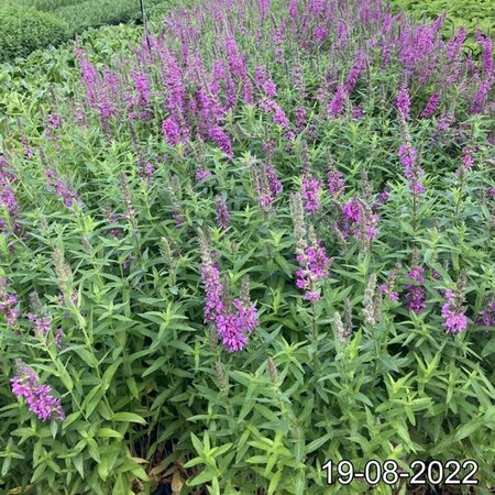 Lythrum salicaria geen maat specificatie cont. 2,0L - image 4