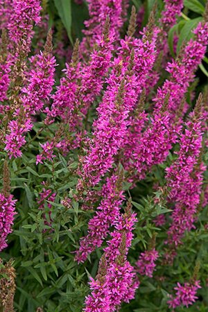 Lythrum sal. 'Rosy Gem' geen maat specificatie 0,55L/P9cm