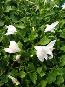 Mazus reptans 'Albus' geen maat specificatie 0,55L/P9cm