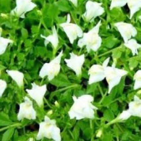 Mazus reptans 'Albus' geen maat specificatie 0,55L/P9cm - afbeelding 2